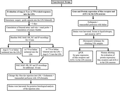 Lateral Preoptic Area Neurons Activated by Angiotensin-(1–7) Increase Intravesical Pressure: A Novel Feature in Central Micturition Control